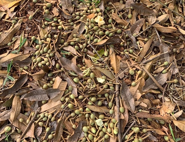 5 Bệnh Thường Gặp Trên Cây Trồng