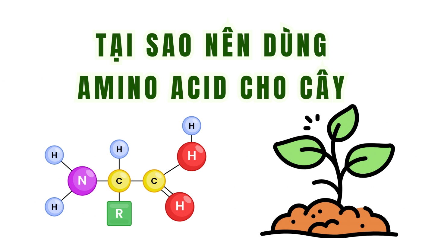 tại sao nên dùng amicno acid cho cây