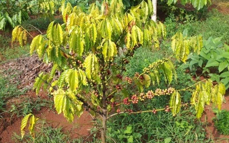 Dấu hiệu vàng lá cà phê