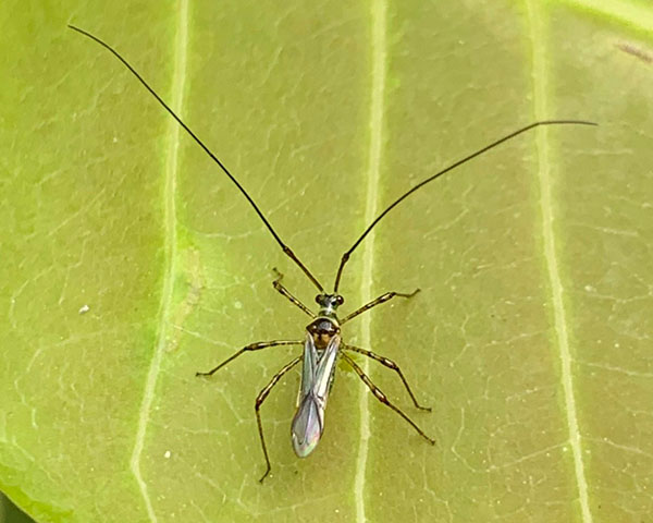 bọ xít muỗi
