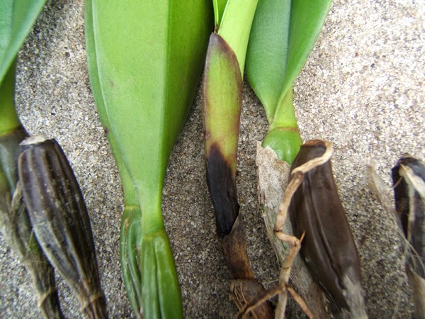 Hoa lan bị thối đen gốc