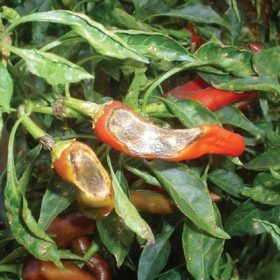 Bệnh thán thư trên cây ớt
