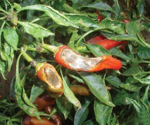 Bệnh thán thư trên cây ớt