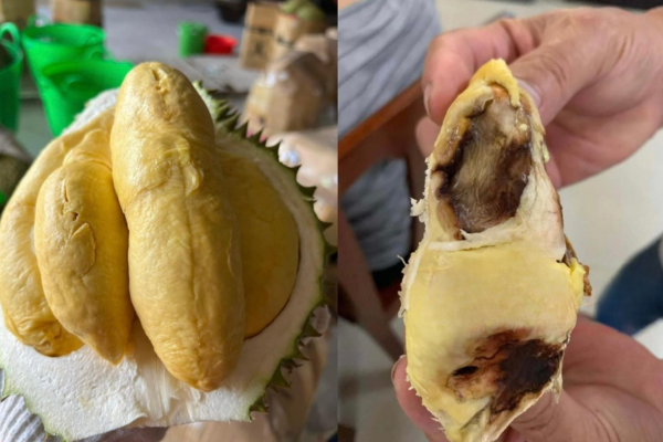 cháy múi sầu riêng