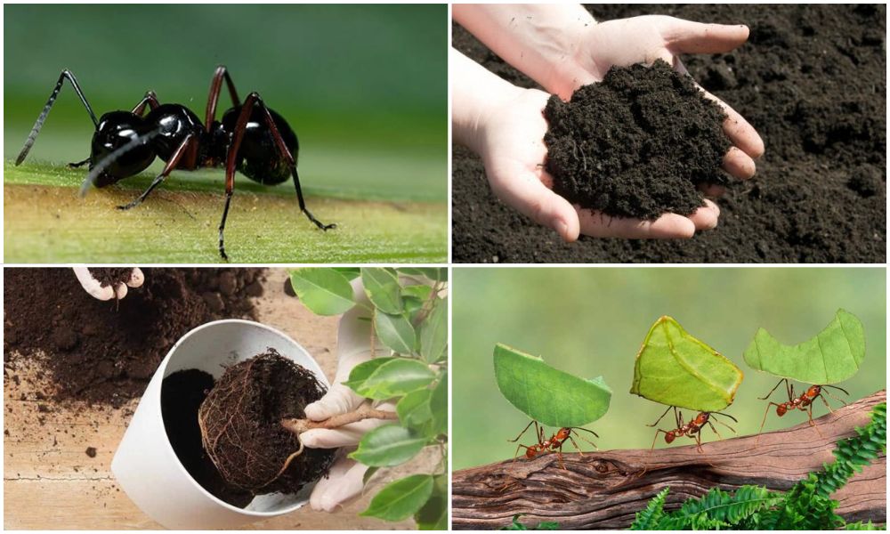 Đất trồng cây bị kiến
