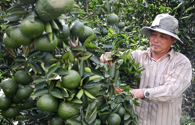 KỸ THUẬT TRỒNG VÀ CHĂM SÓC CÂY ĂN QUẢ CÓ MÚI