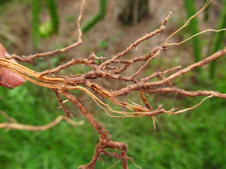 thối rễ