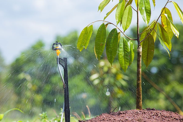 Kỹ thuật tưới nước sầu riêng xả tụy